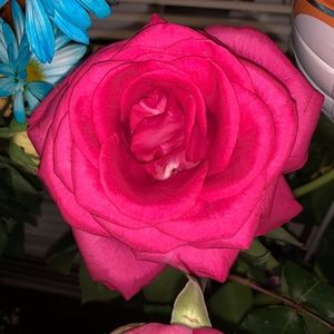 Meet your Posher, Mia